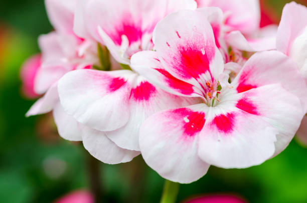 Pink & White Geranium Flower Seeds, Beautiful Bi-Color Blooms, Non-GMO