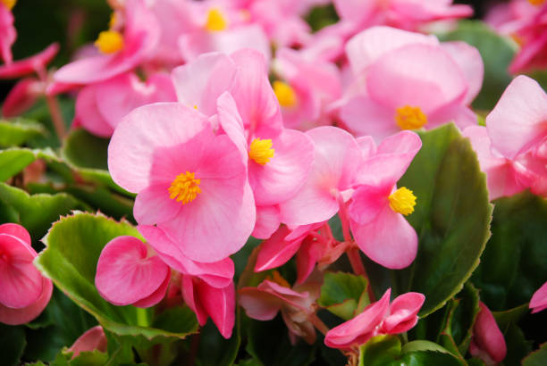 Semillas de Flor de Begonia Rosa, Flores en Pastel Suave, Fácil de Cultivar, No OGM
