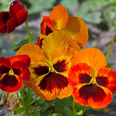 Semi di fiore di viola arancione e giallo, fioriture bicolore luminose, non OGM