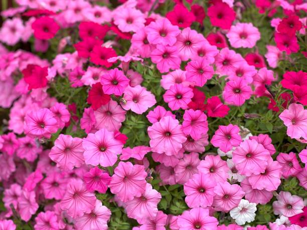 Semi di Petunia Rosa Pallido – Delicati Fiori Pastello per Giardini e Cesti Appesi