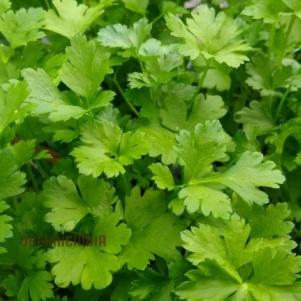 Italian Giant Parsley Growing in Garden Bed from Seeds