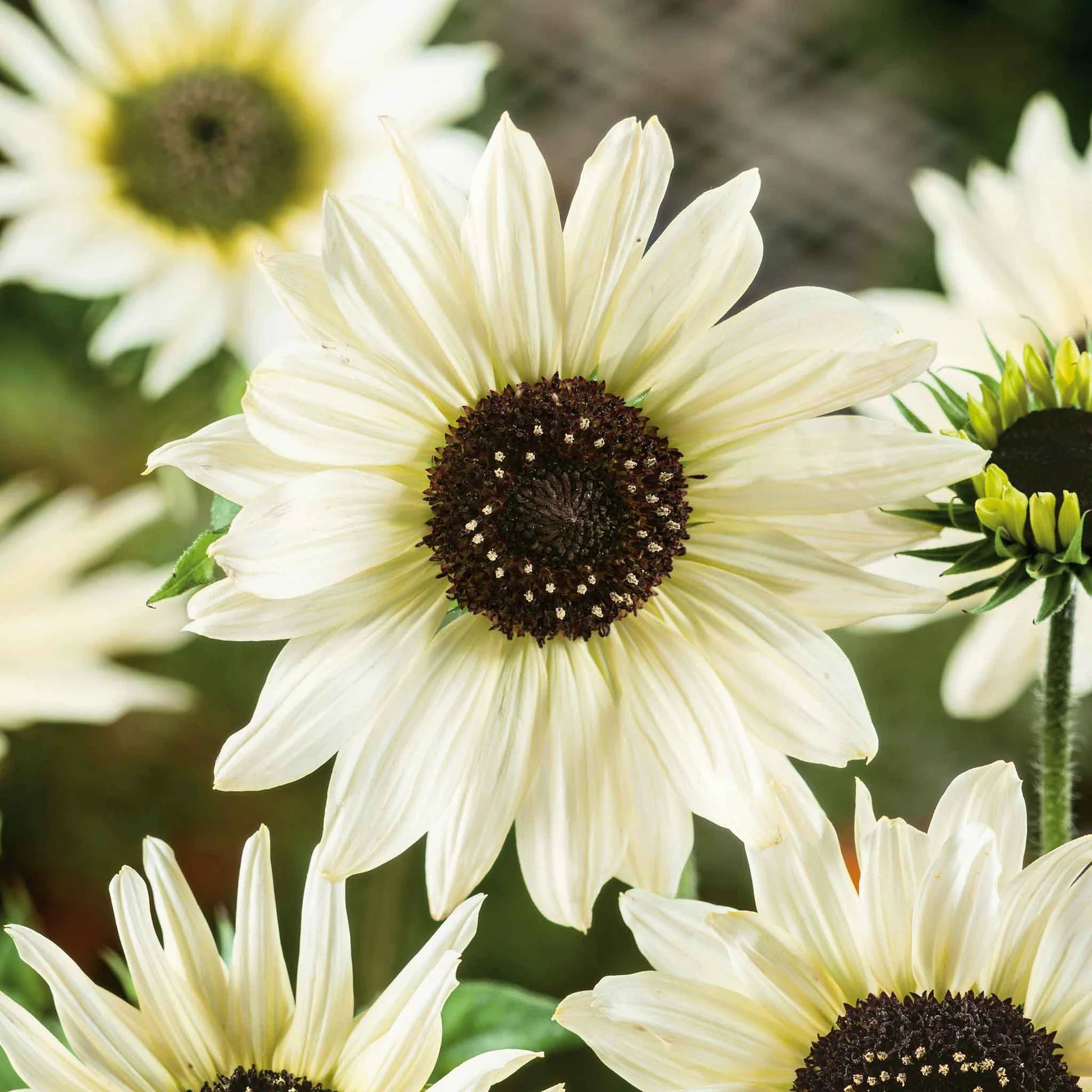 Italian White Sunflower Seed Plant Growing Outdoors