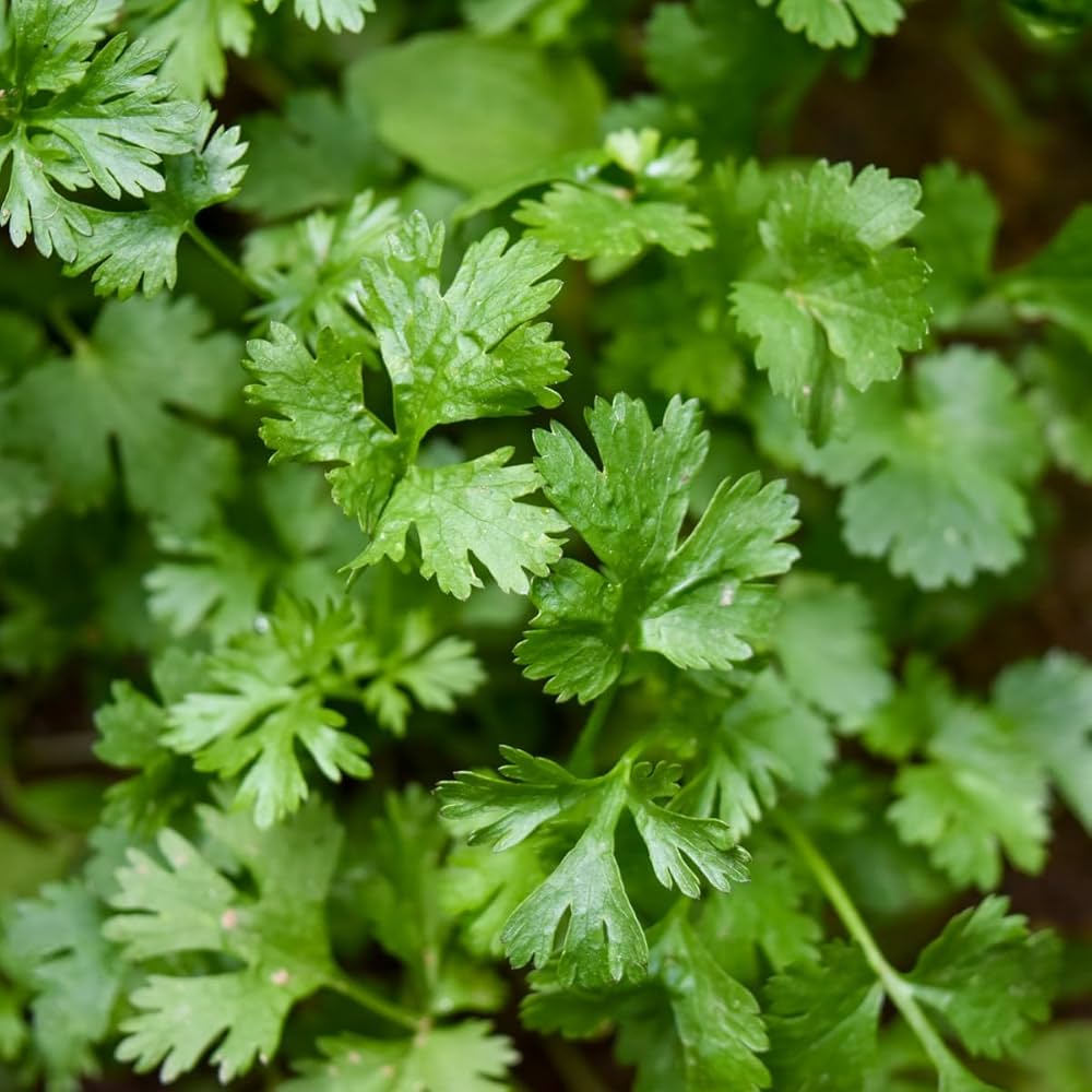 Detailed View of Italian Flat-Leaf Parsley Leaves – Heirloom Herb Plant