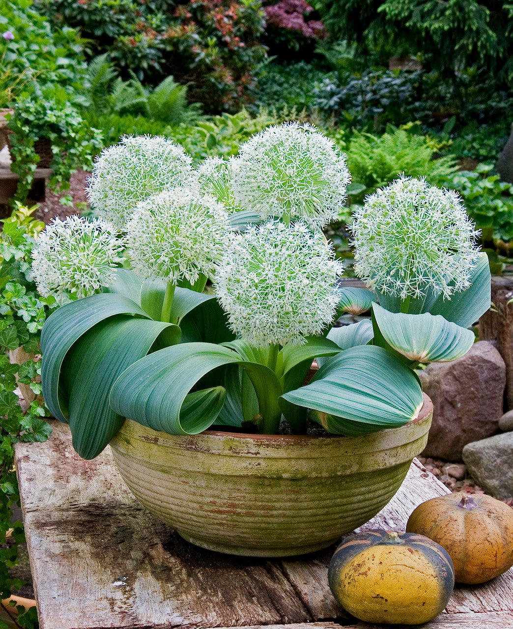 Ivory White Allium Garden Seeds for Late Spring Flowering