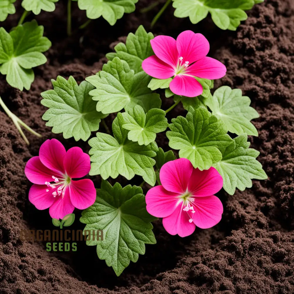 Ivy Geranium Flower Seeds for Trailing Blooms in Hanging Baskets