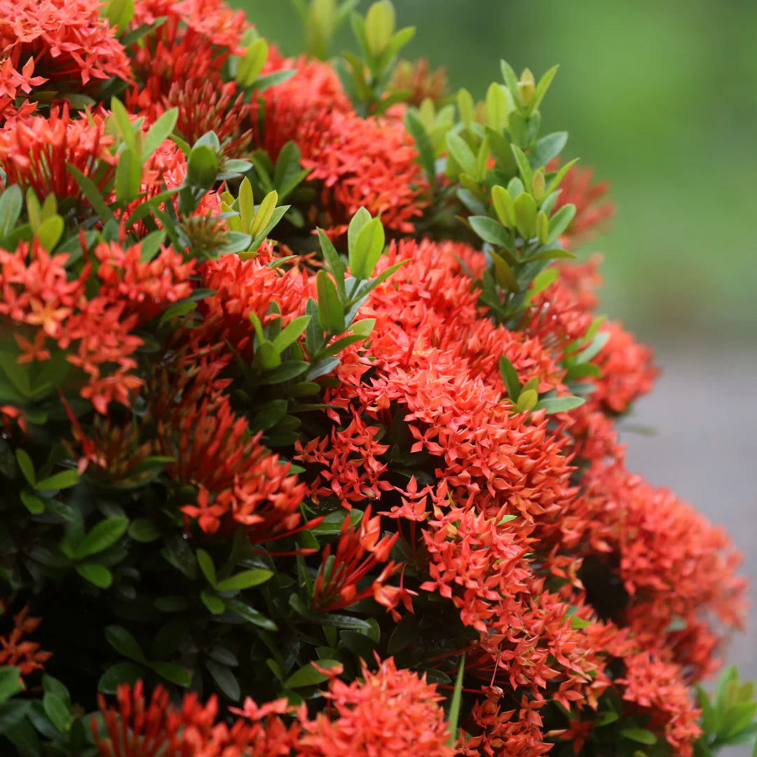 Ixora Flower Seeds for Tropical Garden Planting and Bright Blooms