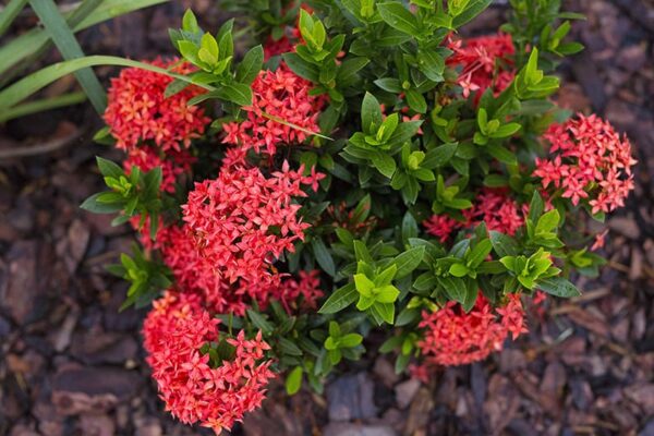 Ixora Seeds for Container Gardening and Patio Plants