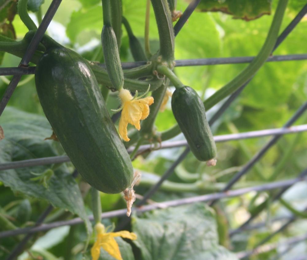 Fresh Mini Iznik Cucumbers Harvested from Garden Plants