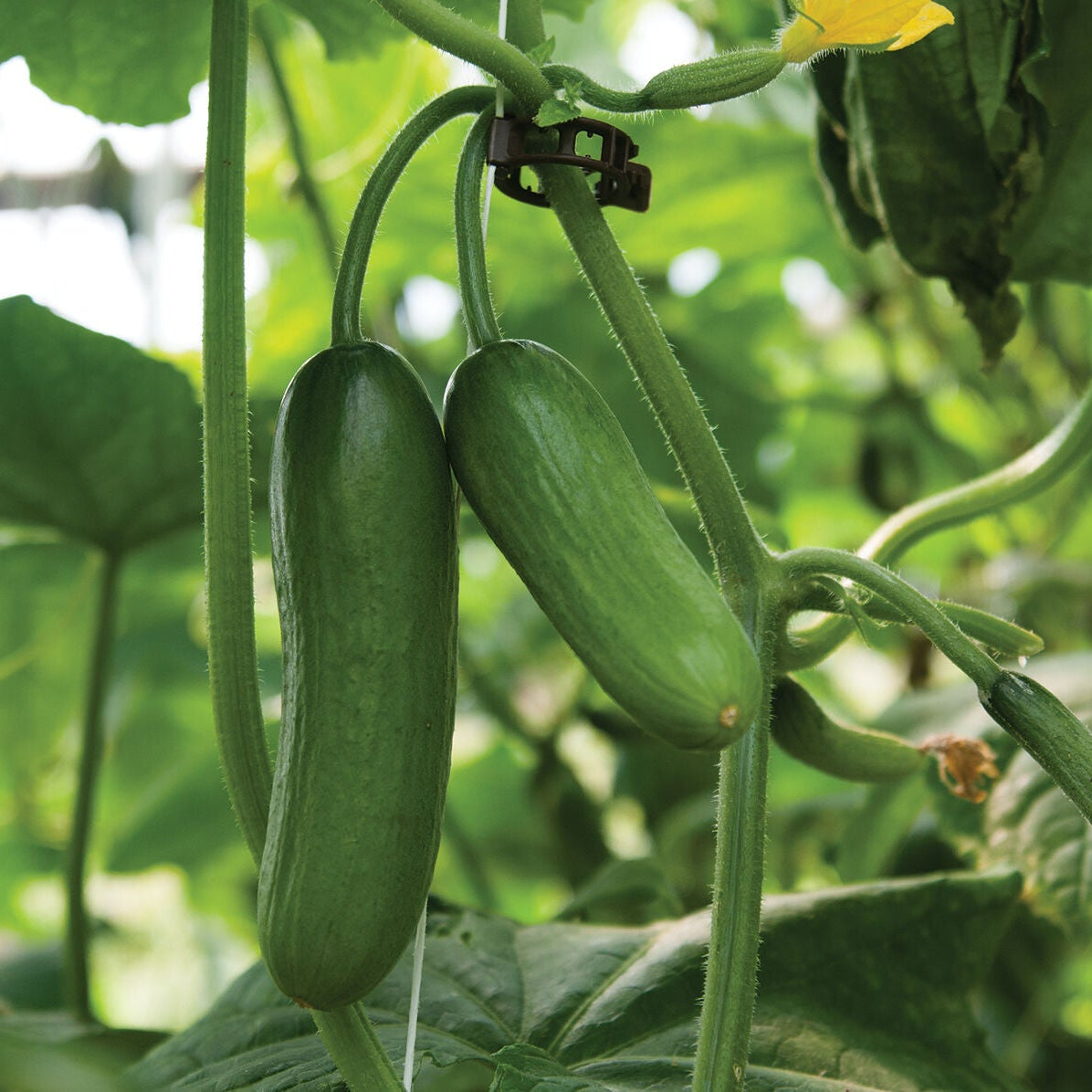 Iznik Cucumber Seedlings Growing in Garden, Compact Mini Cucumber Plants