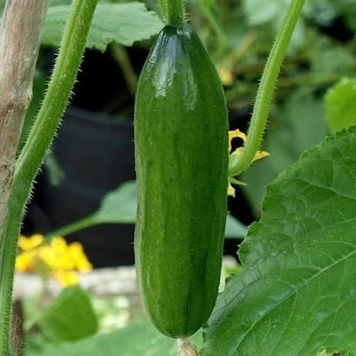 Iznik Cucumber Seeds for Planting, High-Yield Mini Cucumbers for Home Garden