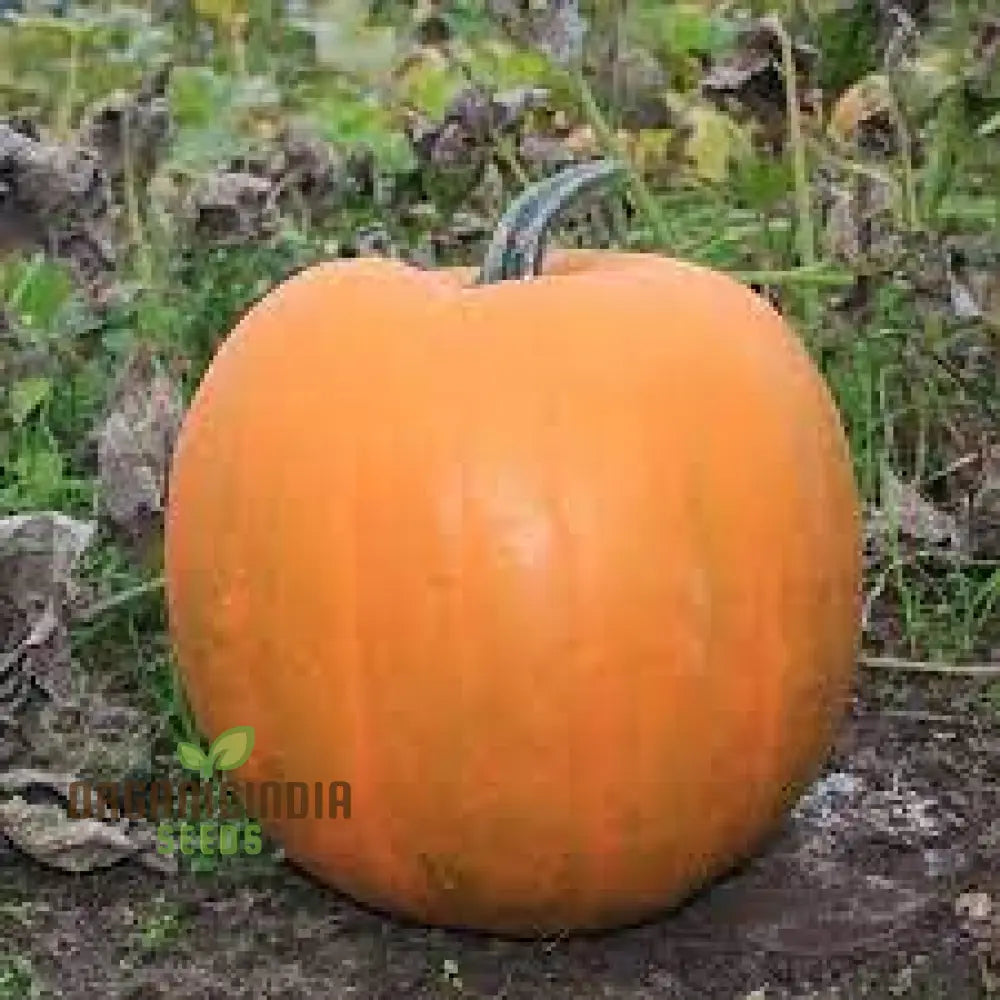 Jack O’Lantern Pumpkin Plant with Developing Fruits