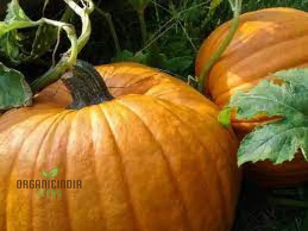 Closeup of Jack O’Lantern Pumpkins with Deep Orange Skin