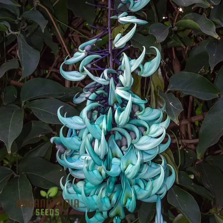 Jade Vine Flower Seeds - Aqua-Colored Blooms Planting Guide Included Rare For Garden Enthusiasts