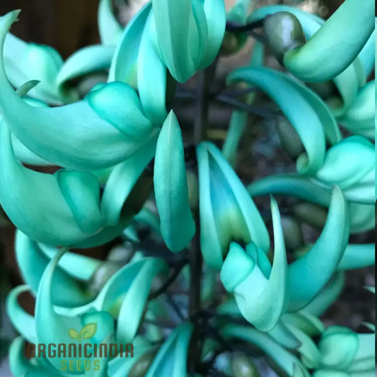 Jade Vine Flower Seeds - Aqua-Colored Blooms Planting Guide Included Rare For Garden Enthusiasts