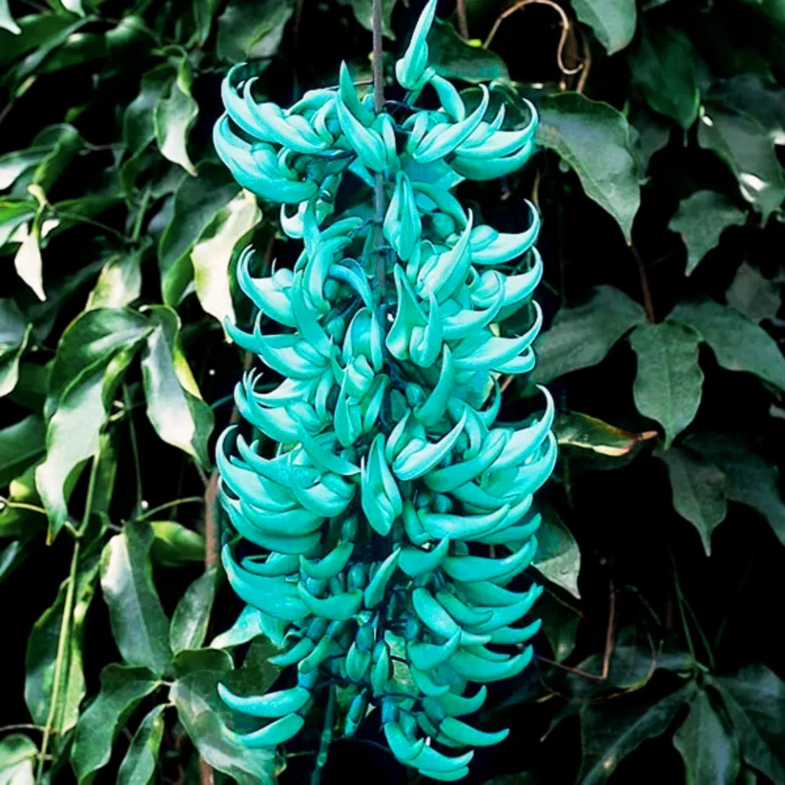 Rare Jade Vine flower seeds for tropical climbing plants