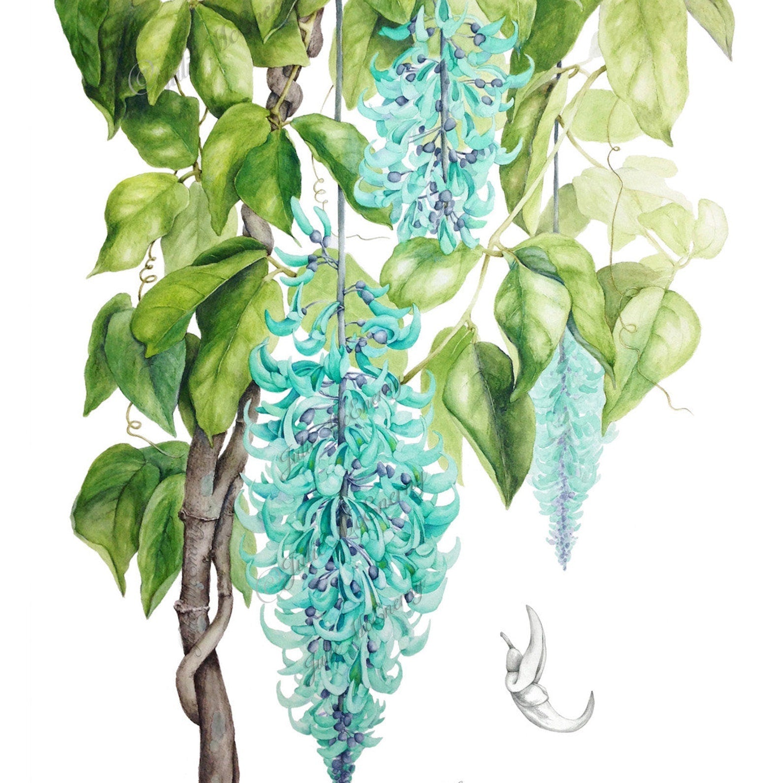 Jade Vine seeds with aqua-colored bloom potential