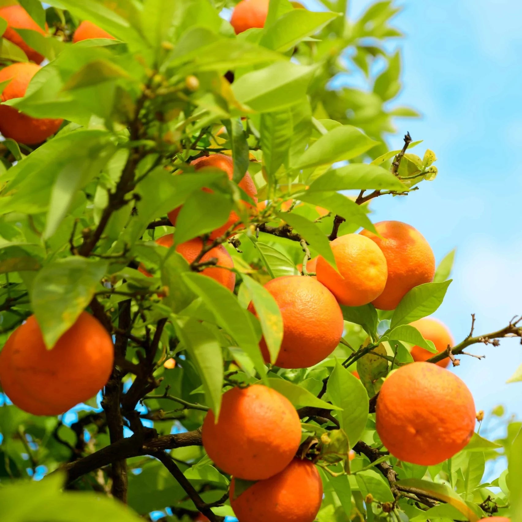 Jaffa orange seeds for planting citrus sinensis fruit trees