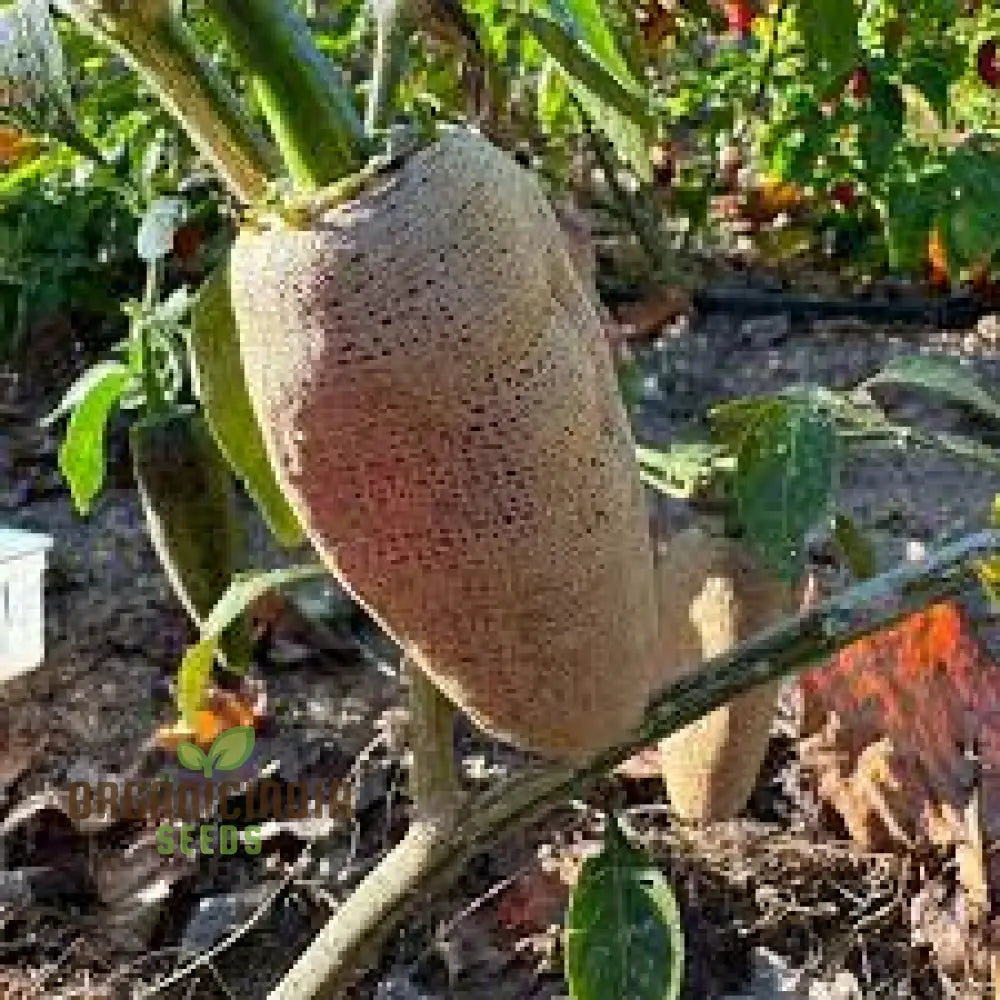 Fresh Jalapeno Peppers from Farmers Market Chilli Pepper Seeds