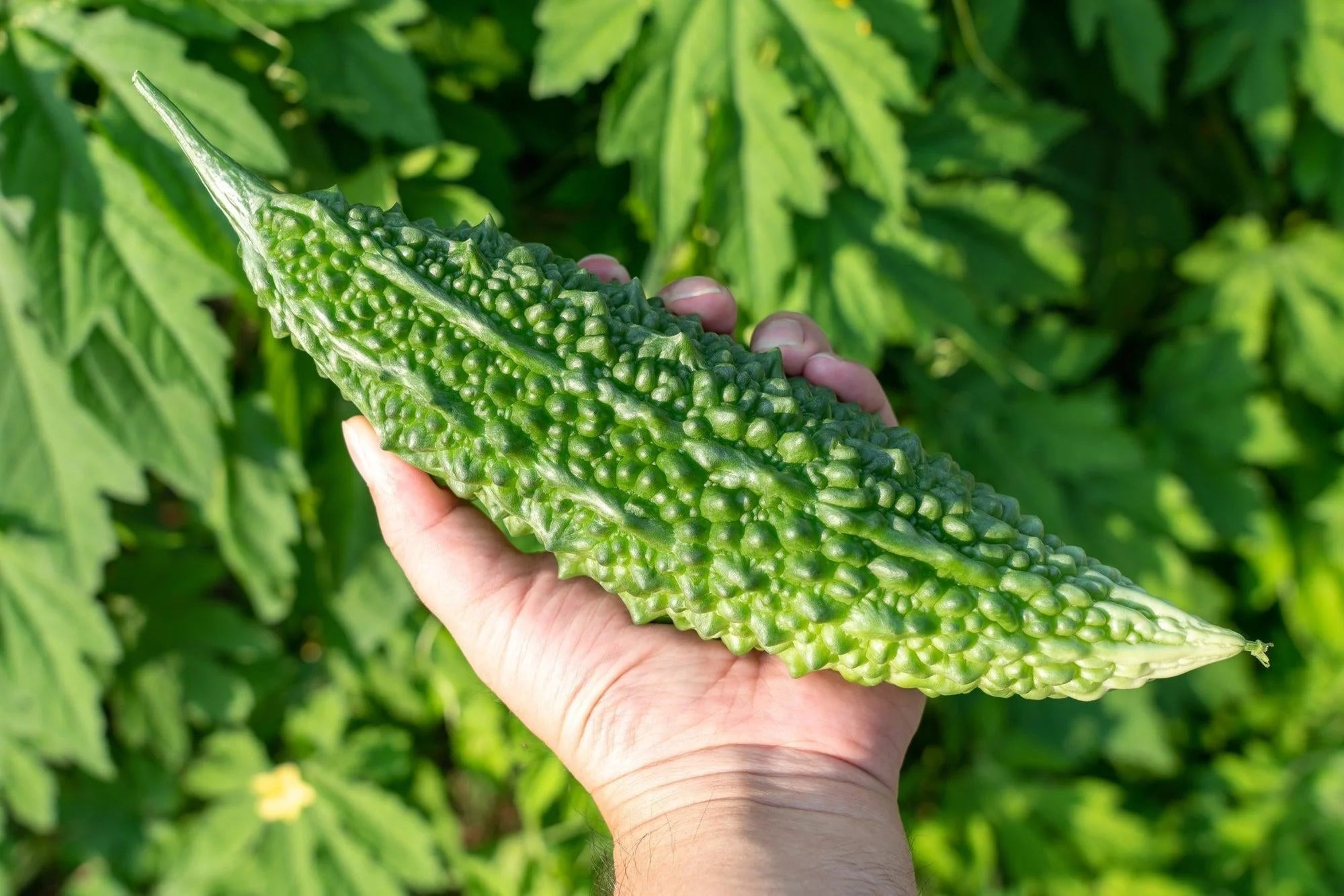 Mature Japanese Bitter Gourd Plant from Seeds, High-Yield Climbing Vine