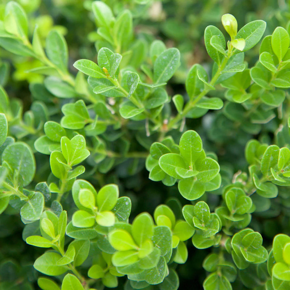 Wintergreen Japanese Boxwood Dense Green Foliage Close-Up