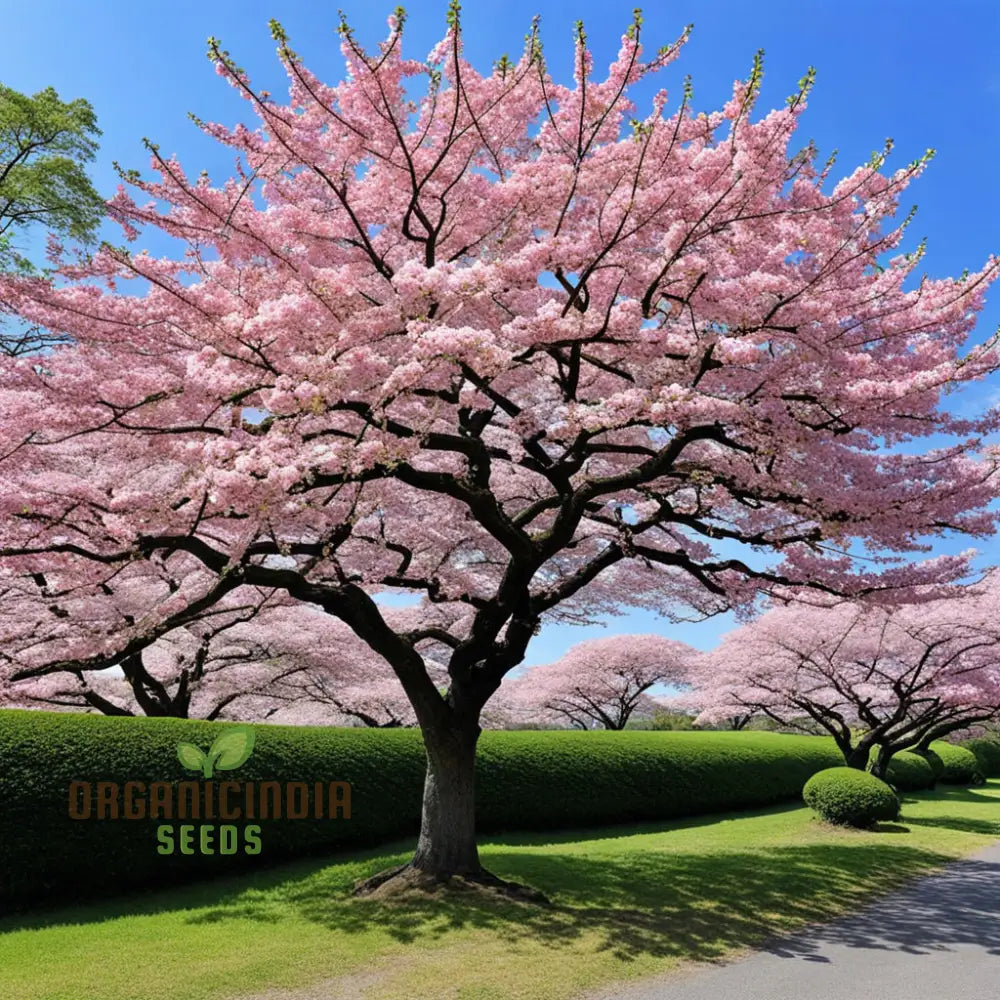 Sakura cherry blossom seedlings sprouting