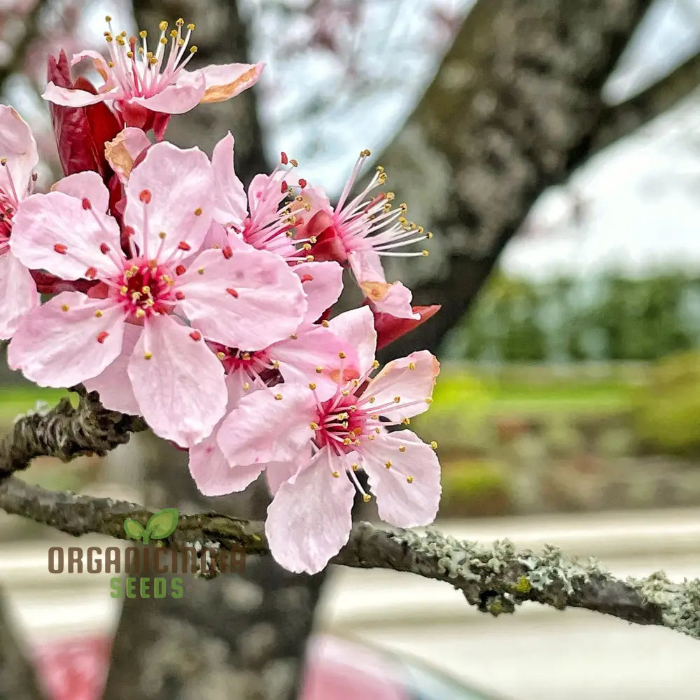 Japanese Cherry Tree Cloud Oriental Sweet Prunus Serrulata Flower Seeds - Pink Blooms Perfect For