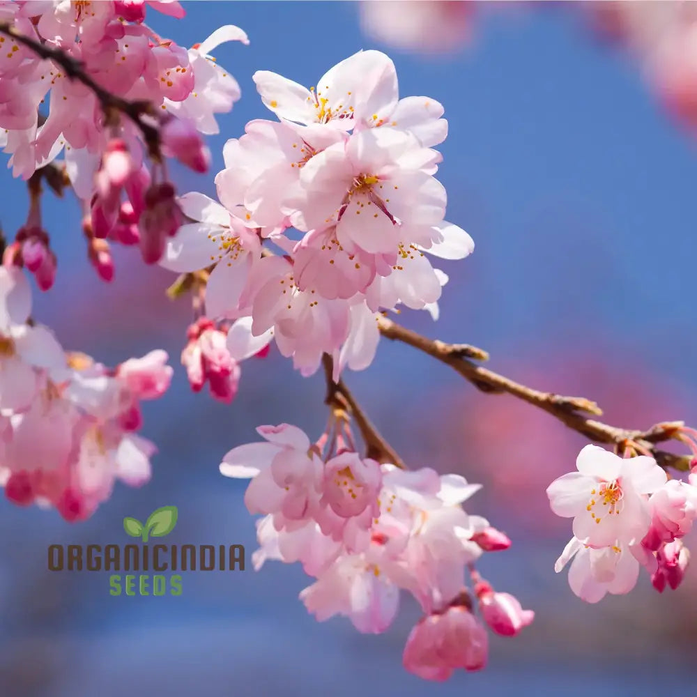Japanese Cherry Tree Cloud Oriental Sweet Prunus Serrulata Flower Seeds - Pink Blooms Perfect For