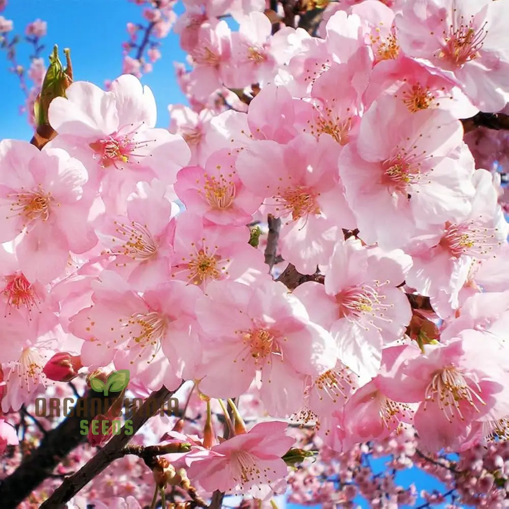 Japanese Cherry Tree Cloud Oriental Sweet Prunus Serrulata Flower Seeds - Pink Blooms Perfect For