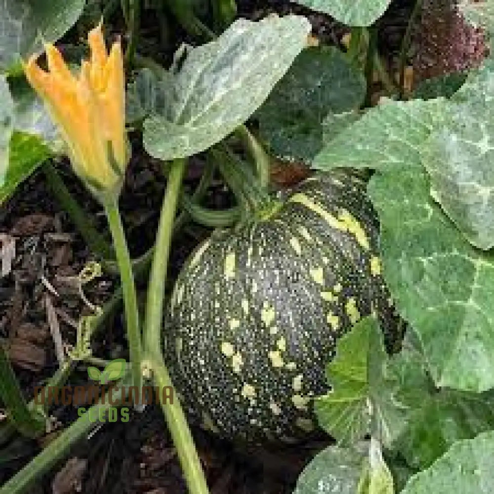 Japanese Kent Plant Growing in Container from Seeds, Home Garden Plant