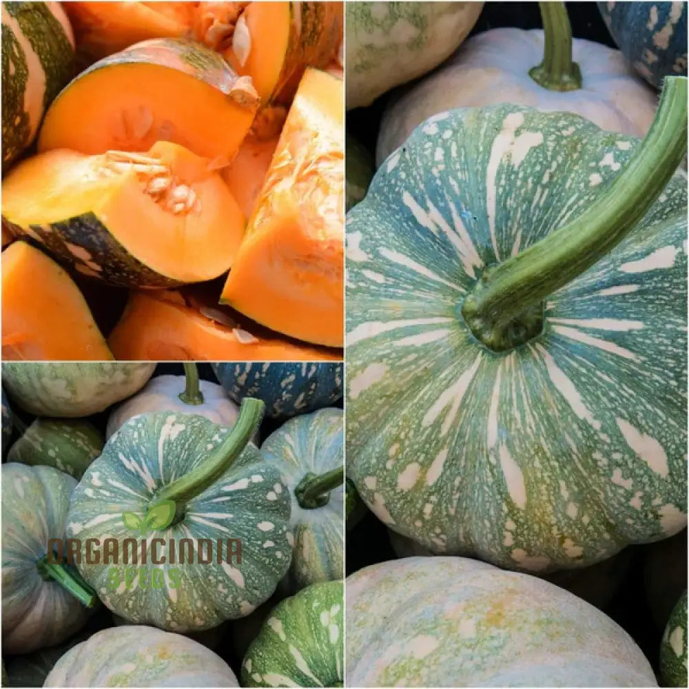 Japanese Kent Seeds for Planting, Premium Quality Non-GMO Seeds