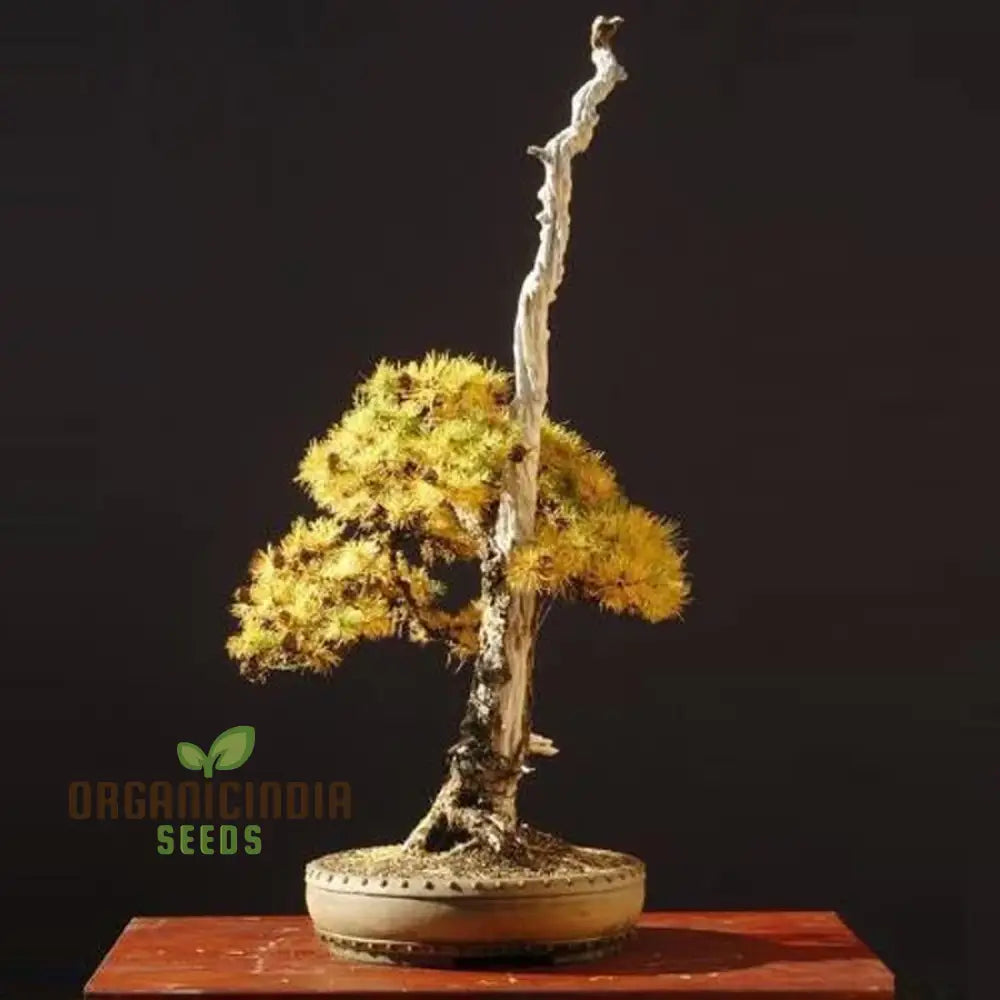 Japanese Larch Seeds - Larix Kaempferi | Planting Guide Included Premium Quality For Home Gardening