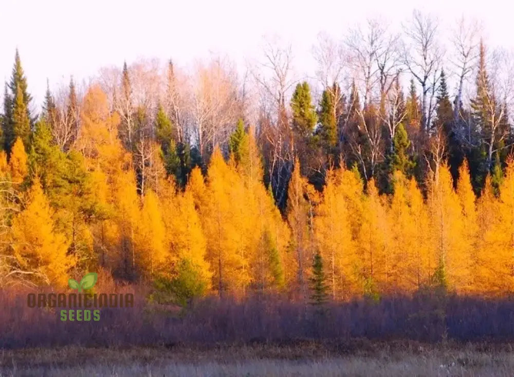 Japanese Larch Seeds - Larix Kaempferi | Planting Guide Included Premium Quality For Home Gardening