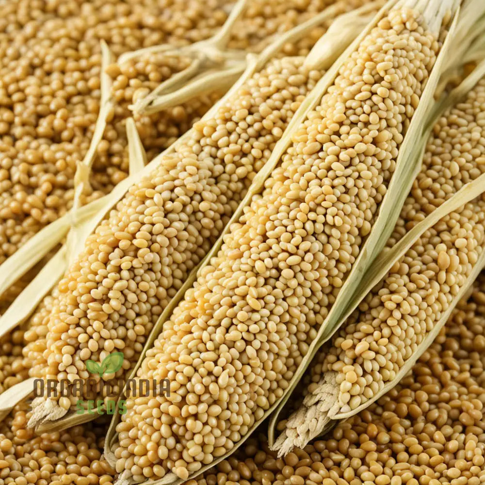 Mature Japanese Millet Plant from Seeds, High-Yield Grain Plant