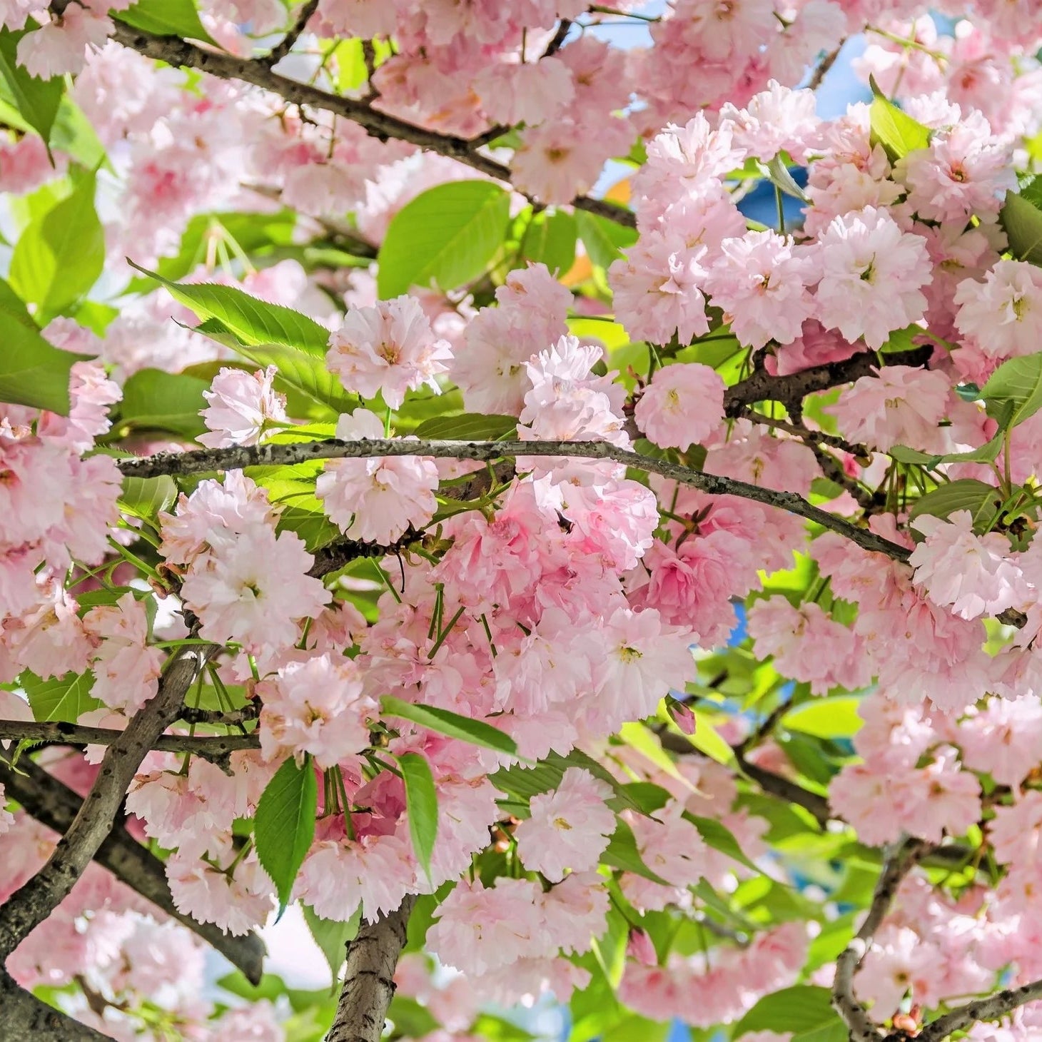 Japanese Mountain Cherry Seeds – Prunus serrulata spontanea Ornamental Tree