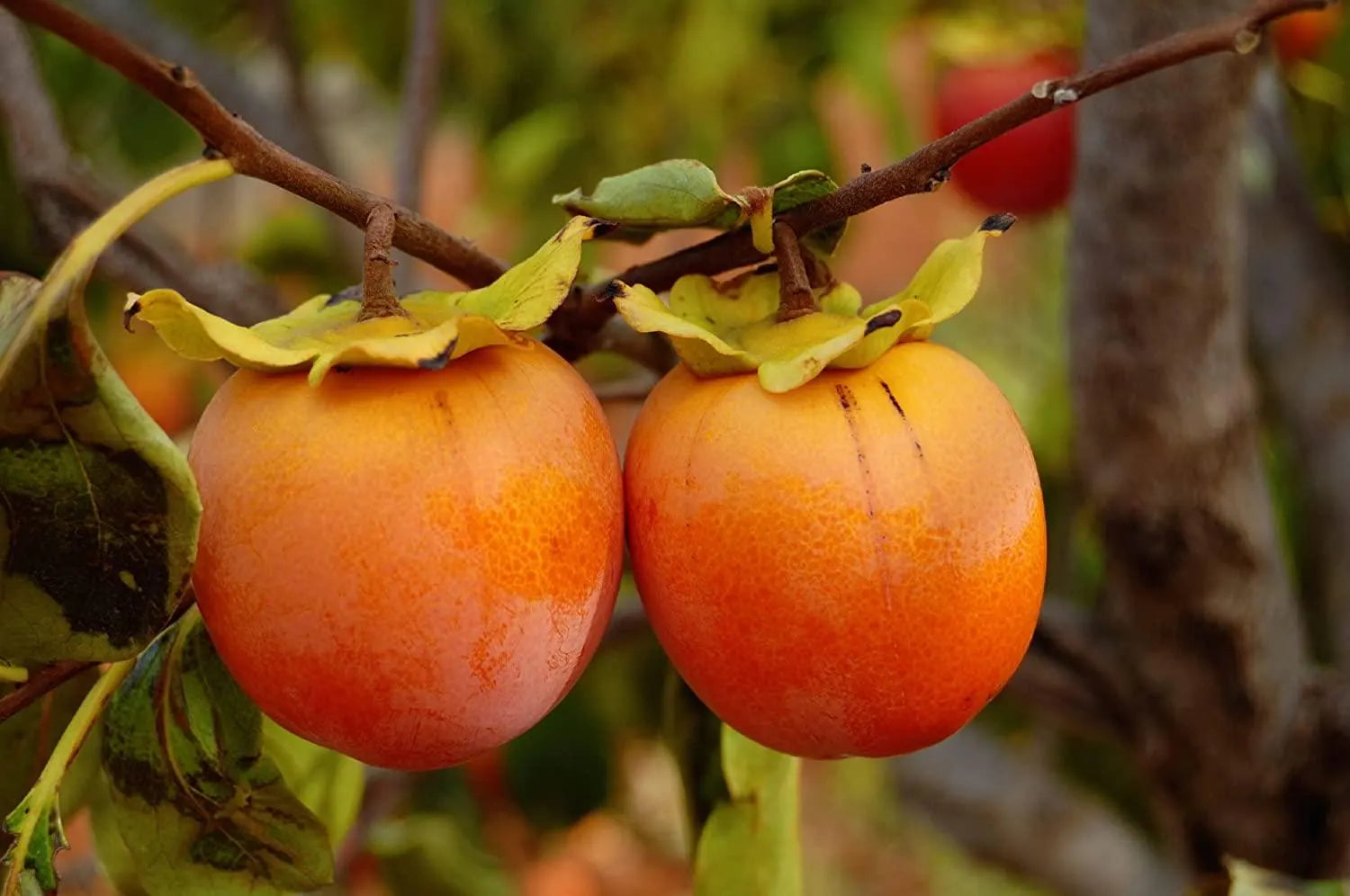Young Japanese Persimmon tree with green foliage