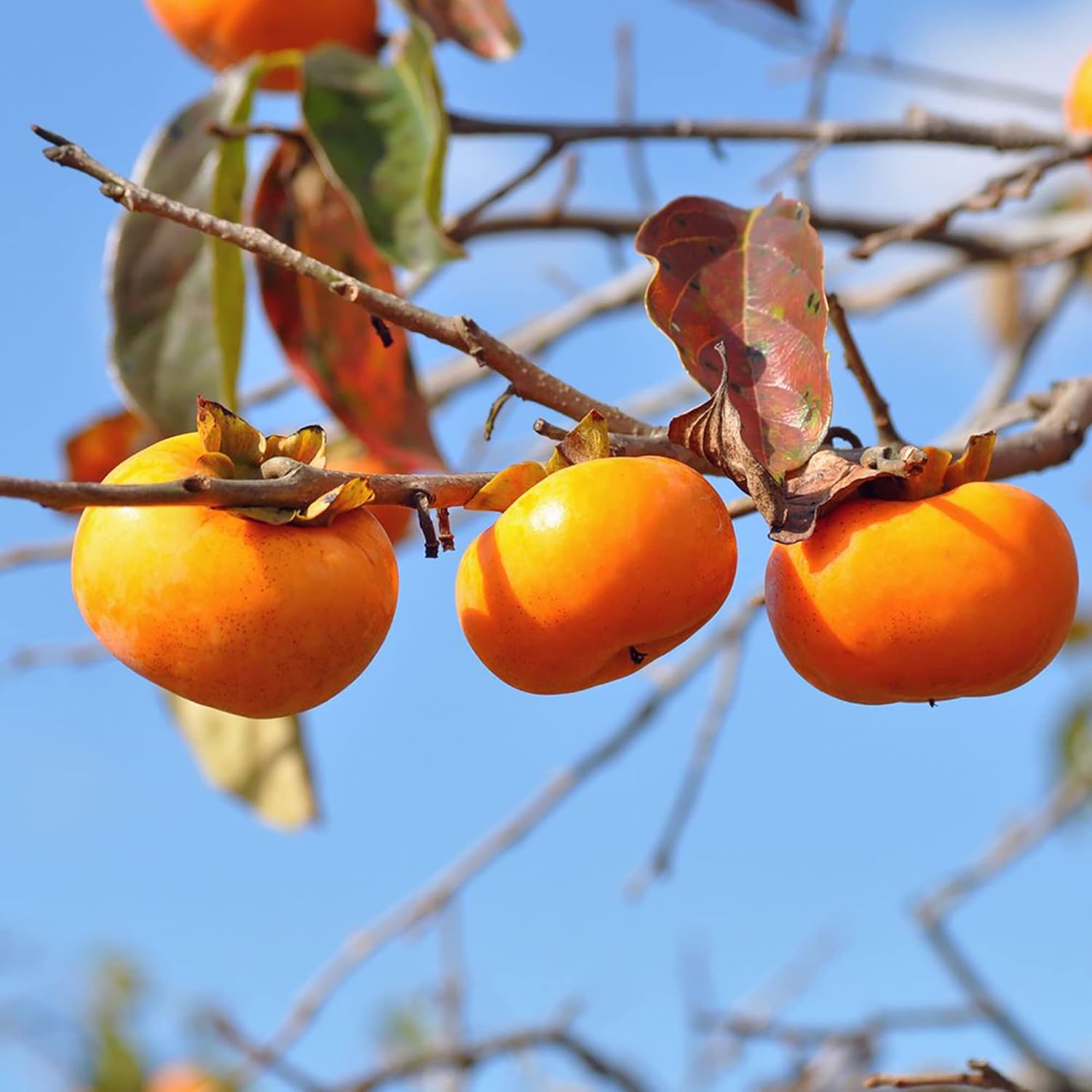 Japanese Persimmon seedlings growing in warm climate garden