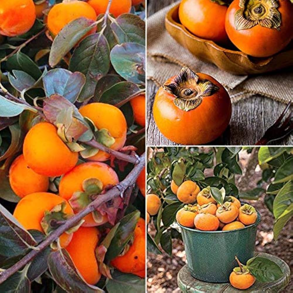 Japanese Persimmon seeds for planting non-GMO variety