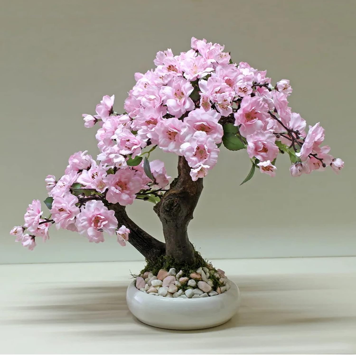 Japanese Sakura bonsai seeds for planting