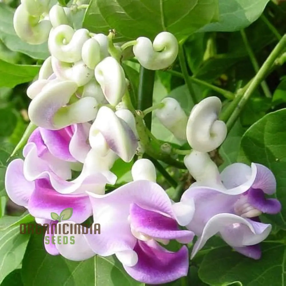 Japanese Snail Vine Seeds - Purple Premium For Unique Garden Planting