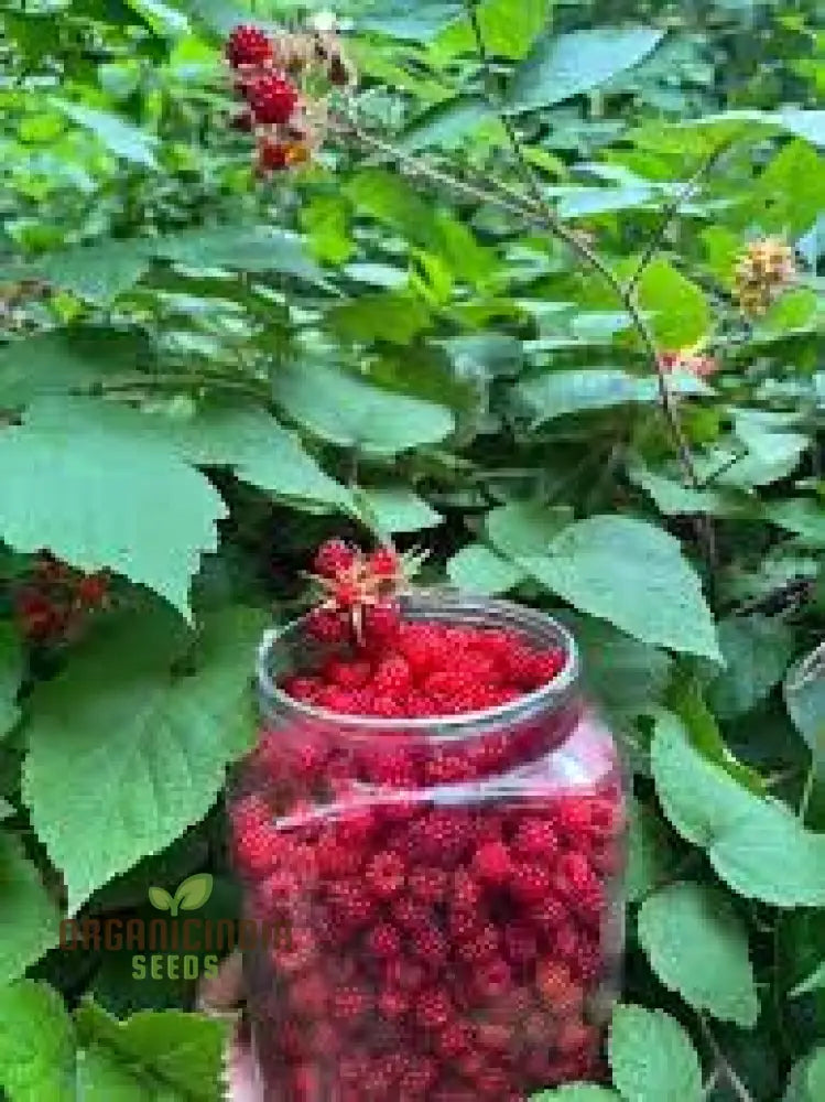 Japanese Wineberry Bush with Sweet Red Berries