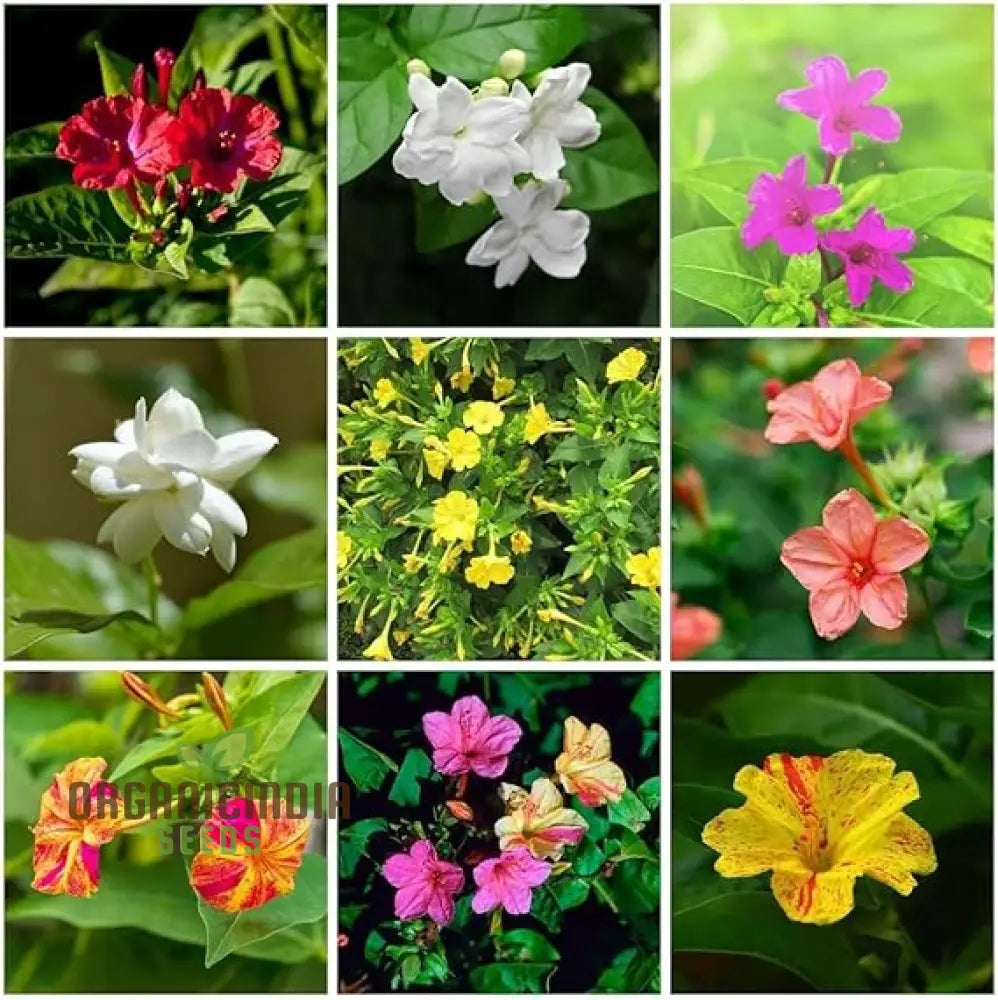 Jasmine mixed flower seeds for planting