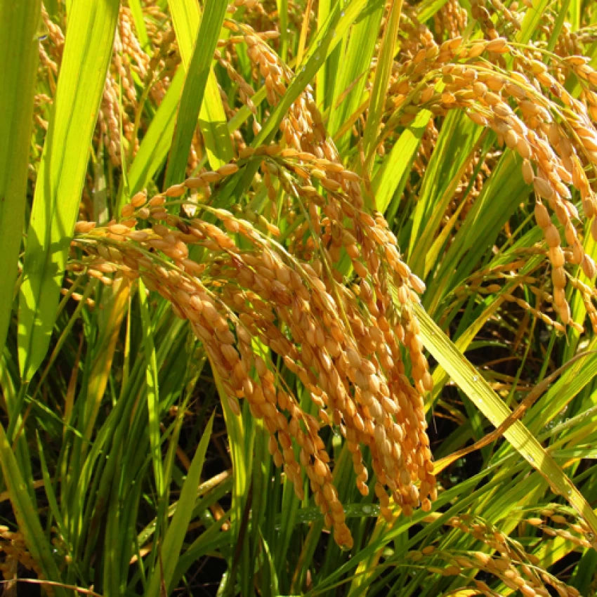 Jasmine Rice Plant Cultivation from Quality Brown Rice Seeds