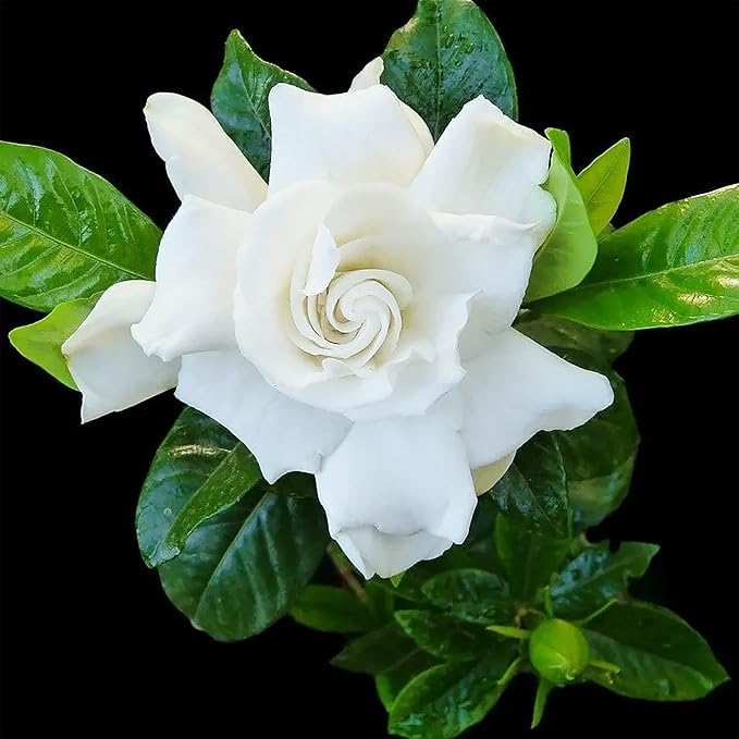 Non-GMO jasmine seeds for planting