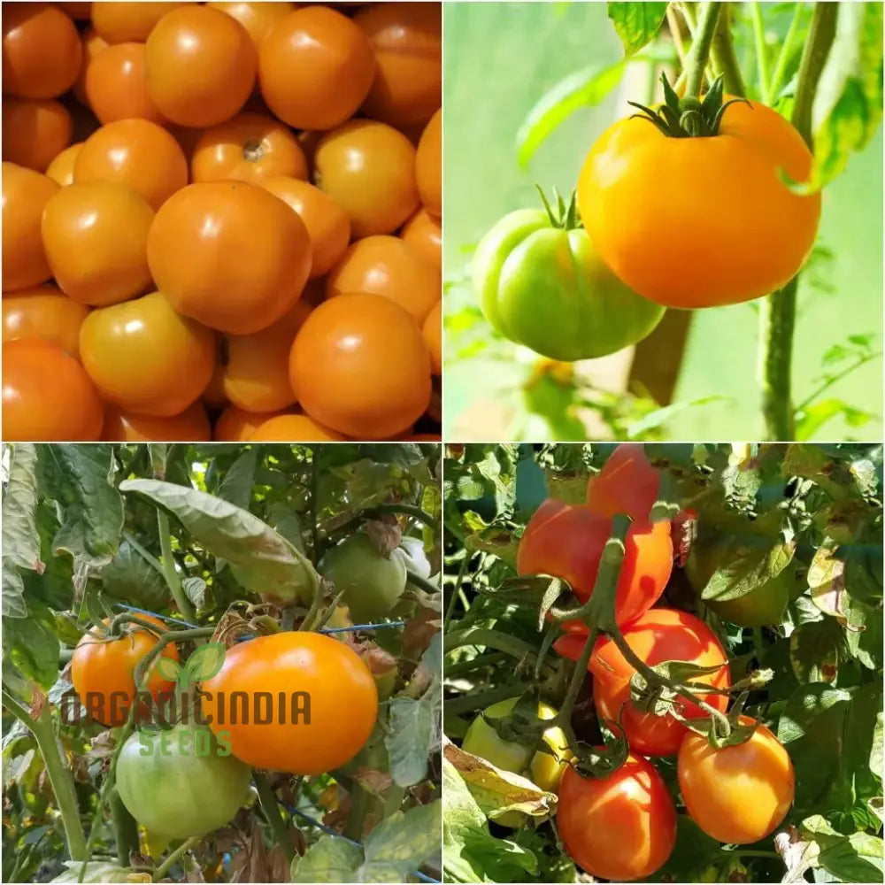 Jaune Flamme Tomato Seeds for Planting, Organic Yellow Tomato Seeds