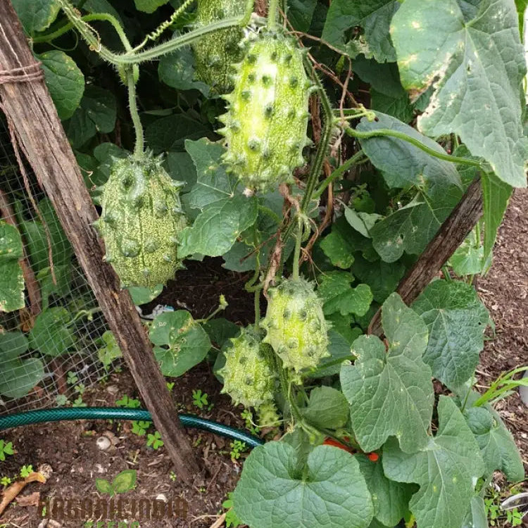 Jelly Melon Cucumber Seeds for Garden, Exotic and Unique Cucumber Seeds