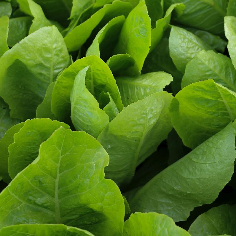 Mature Jericho Romaine Lettuce Head, Sweet and Crunchy Greens