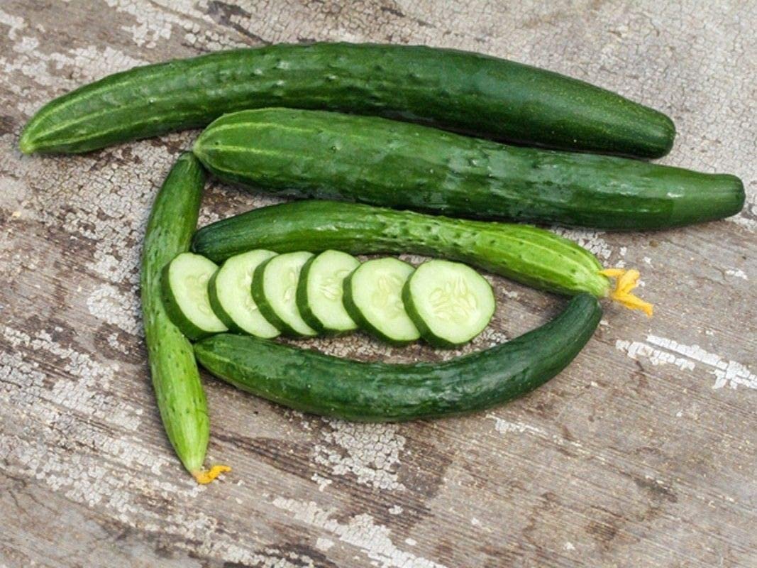 Jibai Shimoshirazu Cucumber Seedlings Growing from Heirloom Seeds