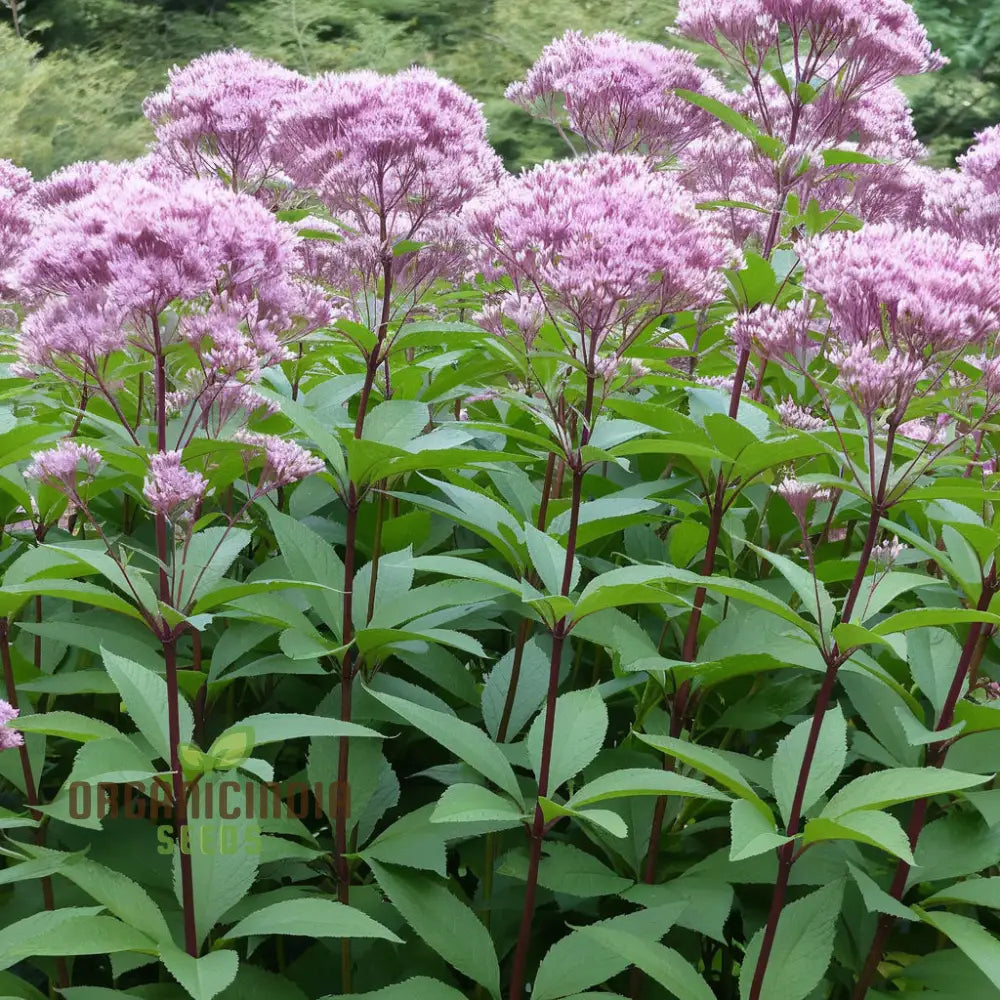 Joe Pye Weed Plant Seeds - Native Beauty For Pollinator-Friendly Gardens