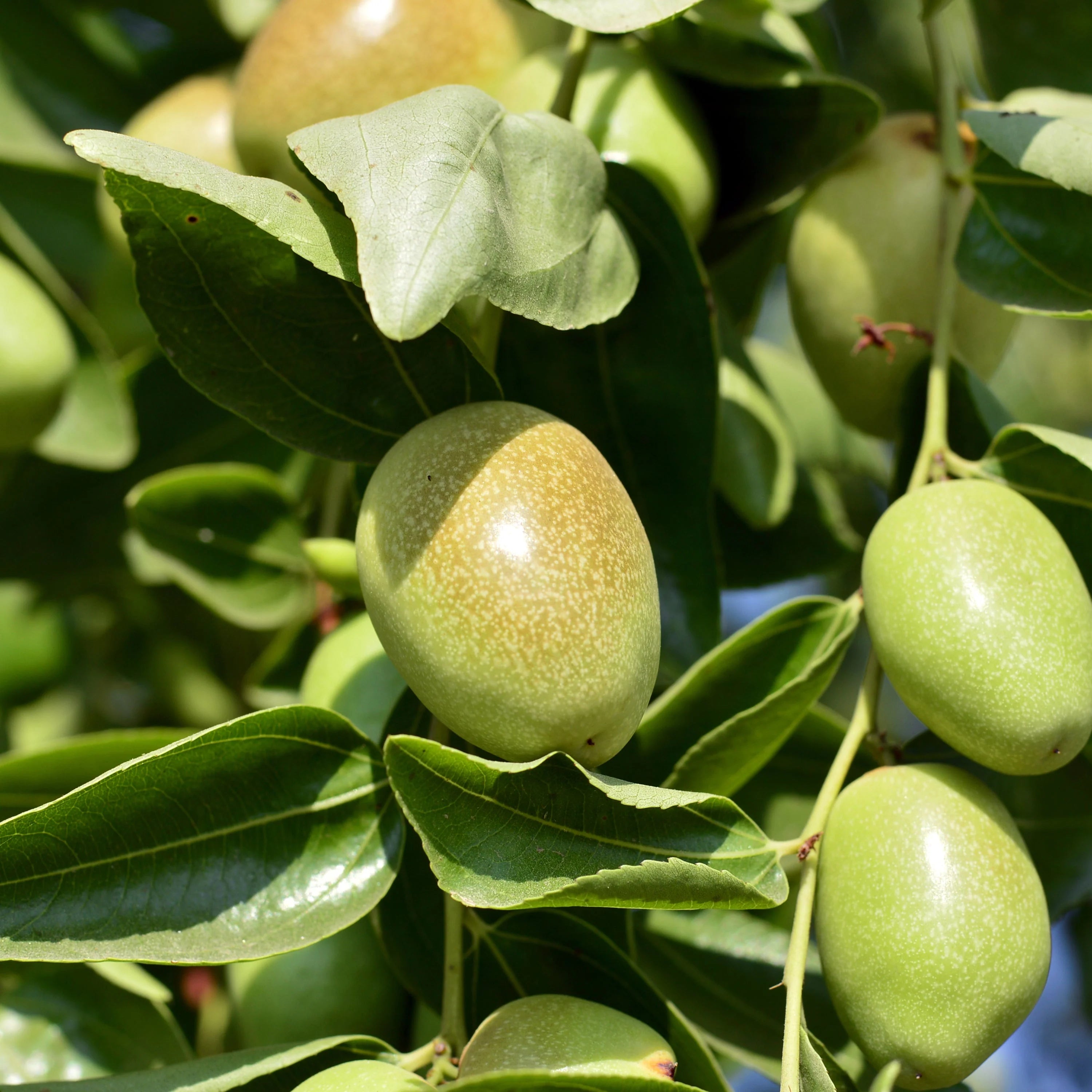 Jojoba plant seeds for planting oil-producing shrubs