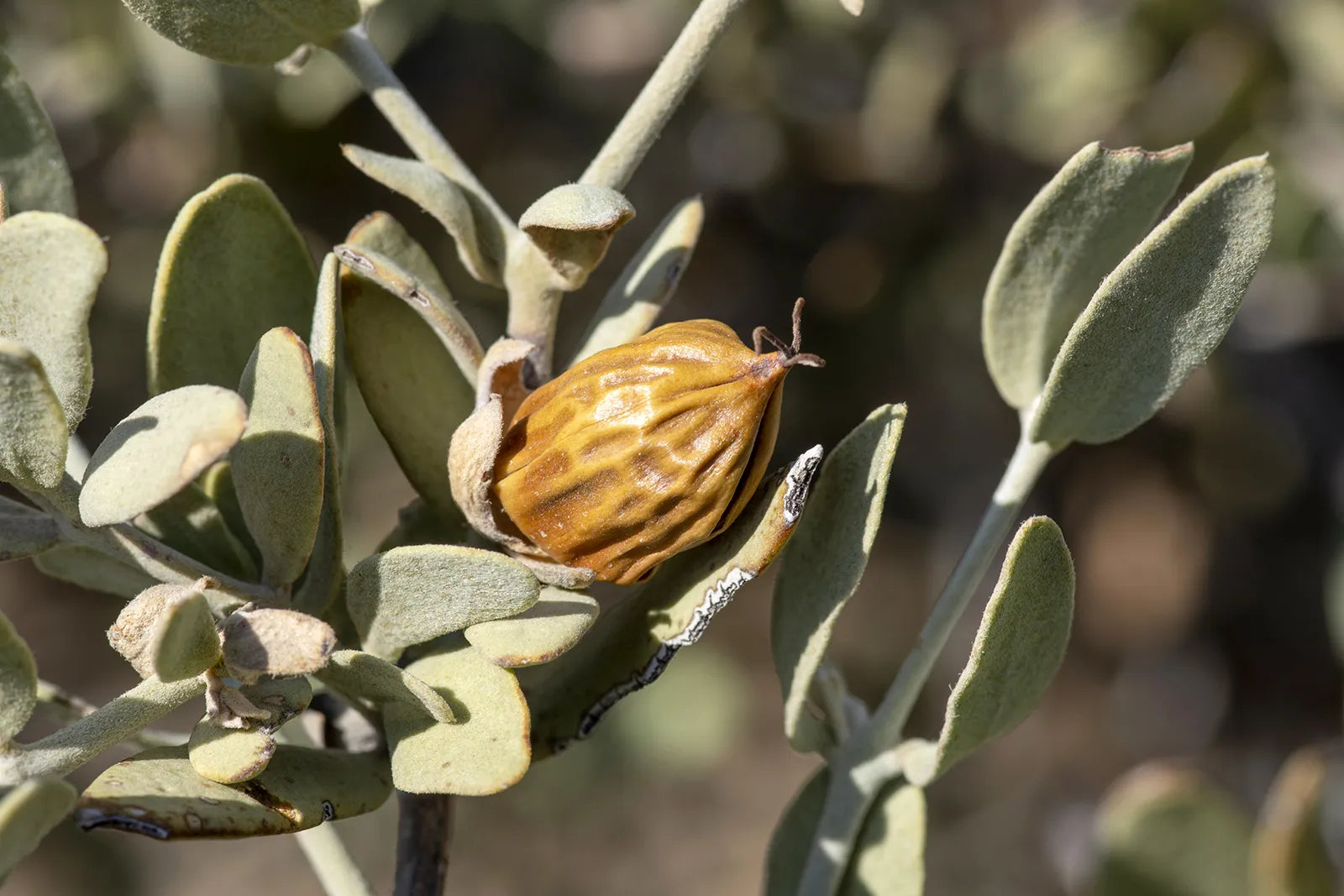 Close-up of mature jojoba seeds used for oil extraction